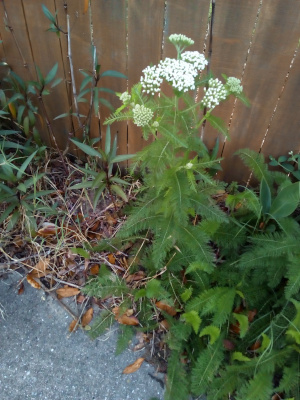 [A plant approximately three foot tall growing beside a wooden fence. The leaves resemble needles on an evergreen in that they extend from a main spine which extends from the main plant. At the top are multiple stems with a spray of white blooms at the top. The blooms are at various stages of opening.]